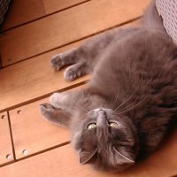 Photo de profil de Gaïa