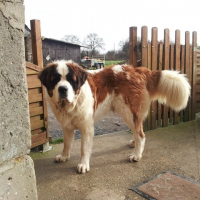 Photo de profil de Elliot