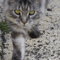 Photo de profil de Idylle