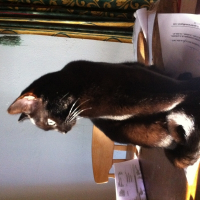 Photo de profil de Suzy