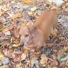 Photo de Noisette