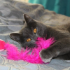 Photo de Misty