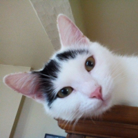 Photo de profil de Flocon