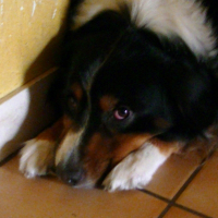 Photo de profil de KAPI