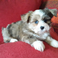 Photo de profil de Bowie