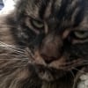 Photo de hermina, Maine Coon