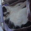 Photo de Domino