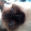 Photo de grizzly