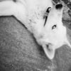 Photo de wolf