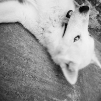 Photo de profil de wolf