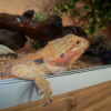 Photo de Jurassic