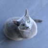 Photo de Ernest, Bleu Russe