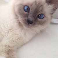 Photo de profil de Djenga