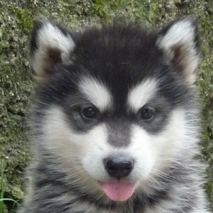 Photo de profil de jorouk
