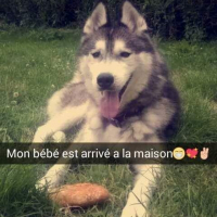 Photo de profil de Taīgo