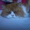 Photo de Tiamo