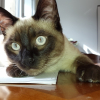 Photo de katou
