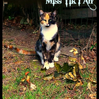 Photo de profil de Miss - Tik