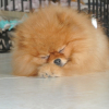 Photo de Bloo