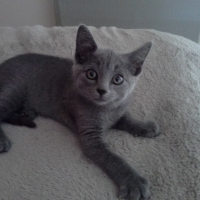 Photo de profil de Laya