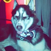 Photo de profil de Milou 