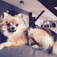 Photo de profil de Gibson