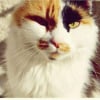 Photo de Nala, Angora Turc