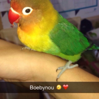 Photo de profil de Boeby