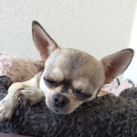 Photo de profil de Xs la princesse 