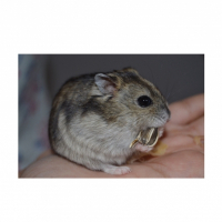 Photo de profil de Poutine 