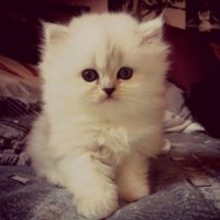 Photo de profil de Isaiah