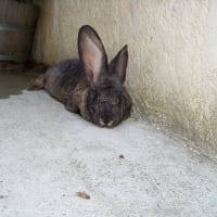 Photo de profil de ROSALY