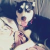 Photo de jade