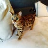 Photo de Caramel
