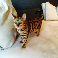 Photo de profil de Caramel