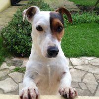 Photo de profil de Falko
