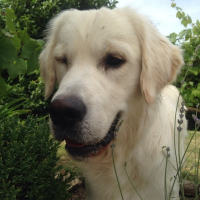 Photo de profil de Jaïgo