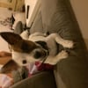 Photo de Sansa
