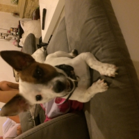 Photo de profil de Sansa