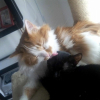 Photo de Simba et Nala 