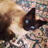 Photo de Chouchou