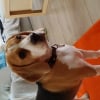 Photo de Itsumi , Beagle