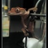Photo de Dino, Lézard