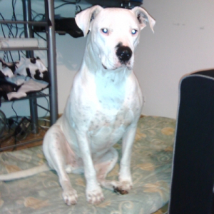 Photo de profil de caine