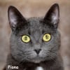Photo de Fiona, Chartreux