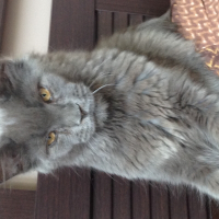 Photo de profil de Loki