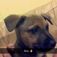 Photo de profil de Niro