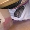 Photo de Chouchou, Chinchilla