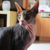 Photo de Jupiter, Sphynx