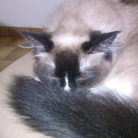 Photo de profil de Doudou